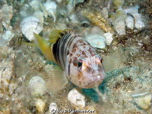 This photo of typical Maltese fish life was taken beside ... by Ros Parmenter 